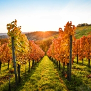 Trespass-Fall-Release